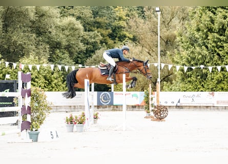 KWPN, Stute, 12 Jahre, 169 cm, Brauner