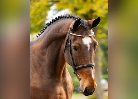 KWPN, Stute, 12 Jahre, 170 cm, Brauner
