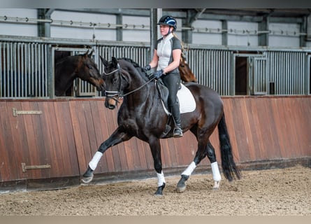KWPN, Stute, 12 Jahre, 170 cm, Schwarzbrauner
