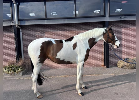 KWPN, Stute, 12 Jahre, 170 cm, Tobiano-alle-Farben