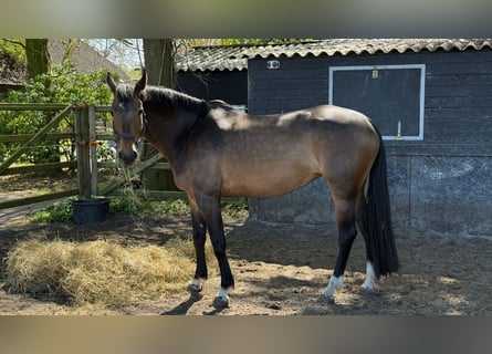 KWPN, Stute, 12 Jahre, 173 cm, Dunkelbrauner