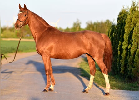 KWPN, Stute, 13 Jahre, 160 cm, Fuchs