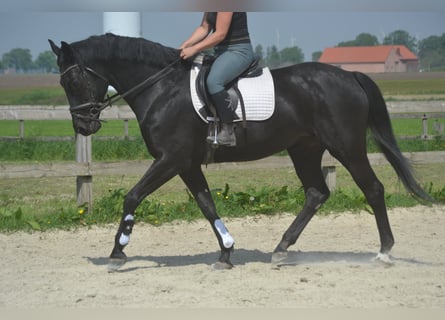 KWPN, Stute, 13 Jahre, 167 cm, Schwarzbrauner
