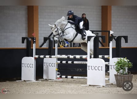 KWPN, Stute, 13 Jahre, 170 cm, Schimmel