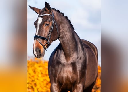 KWPN, Stute, 13 Jahre, 172 cm, Rotbrauner