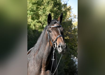 KWPN, Stute, 14 Jahre, 163 cm, Brauner
