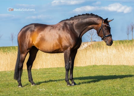 KWPN, Stute, 14 Jahre, 167 cm, Dunkelbrauner