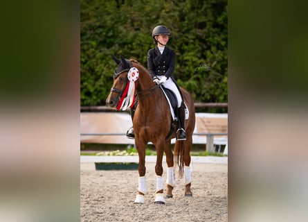 KWPN, Stute, 14 Jahre, 168 cm, Fuchs