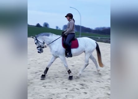 KWPN, Stute, 14 Jahre, 170 cm, Schimmel