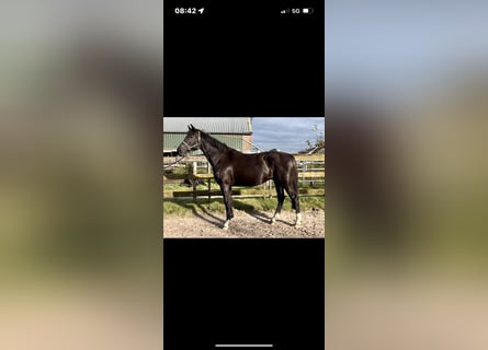 KWPN, Stute, 14 Jahre, 175 cm, Rappe