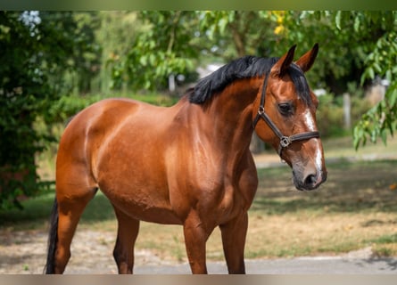 KWPN, Stute, 15 Jahre, 154 cm