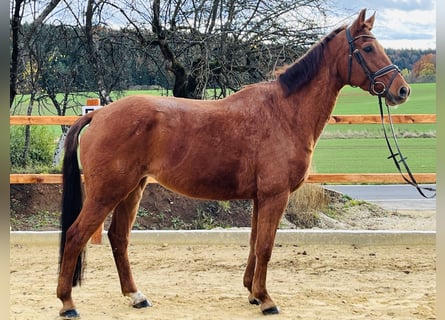 KWPN, Stute, 15 Jahre, 160 cm, Fuchs