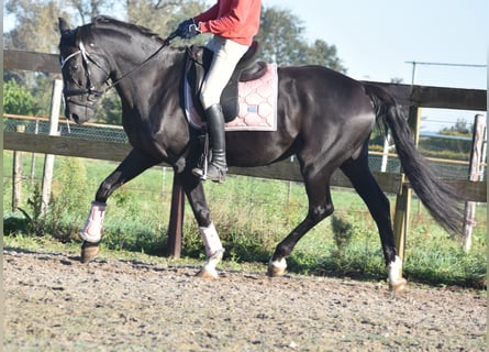 KWPN, Stute, 15 Jahre, 163 cm, Rappe