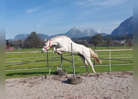 KWPN, Stute, 15 Jahre, 163 cm, Schimmel