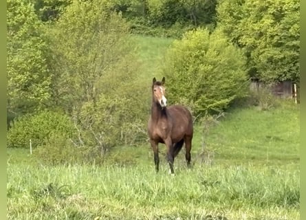 KWPN, Stute, 15 Jahre, 168 cm, Brauner