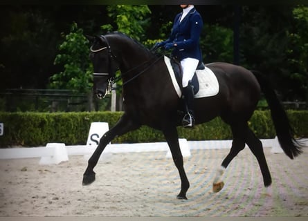 KWPN, Stute, 15 Jahre, 172 cm, Dunkelbrauner