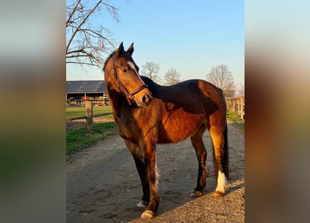 KWPN, Stute, 16 Jahre, 160 cm, Brauner