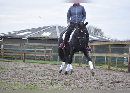 KWPN, Stute, 16 Jahre, 163 cm, Rappe