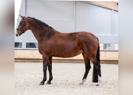 KWPN, Stute, 16 Jahre, 166 cm, Brauner