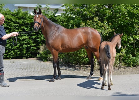 KWPN, Stute, 16 Jahre, 167 cm, Brauner