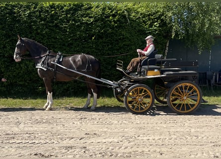 KWPN, Stute, 16 Jahre, 170 cm, Fuchs