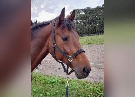 KWPN, Stute, 17 Jahre, 168 cm, Brauner