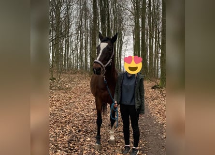 KWPN, Stute, 18 Jahre, 163 cm, Brauner