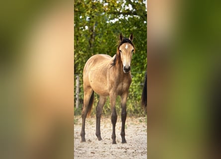 KWPN, Stute, 1 Jahr, 165 cm, Buckskin