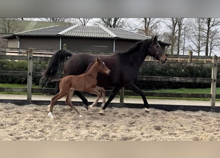 KWPN, Stute, 1 Jahr, Brauner