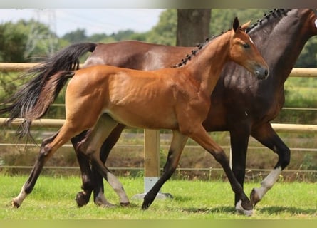 KWPN, Stute, 1 Jahr, Brauner