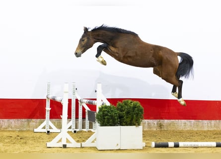 KWPN, Stute, 2 Jahre, 155 cm