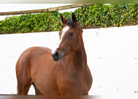 KWPN, Stute, 2 Jahre, 160 cm, Dunkelbrauner