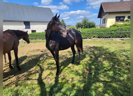 KWPN, Stute, 2 Jahre, 165 cm, Dunkelbrauner