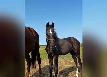 KWPN, Stute, 2 Jahre, 165 cm, Rappe