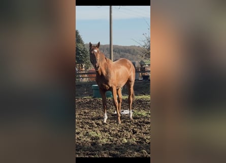 KWPN, Stute, 2 Jahre, 167 cm, Fuchs