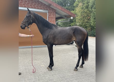 KWPN, Stute, 2 Jahre, 174 cm, Dunkelbrauner