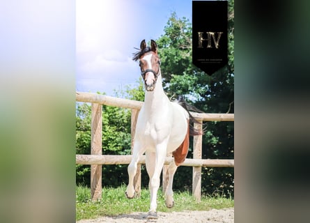 KWPN, Stute, 2 Jahre, Tobiano-alle-Farben