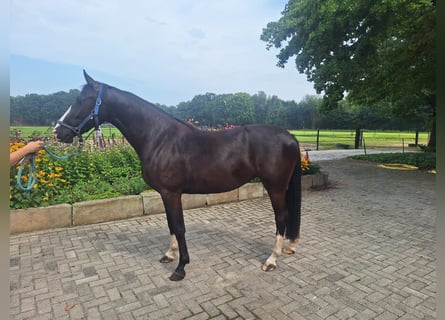 KWPN, Stute, 3 Jahre, 155 cm, Schwarzbrauner