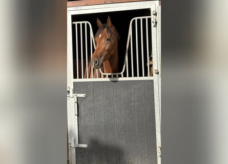 KWPN, Stute, 3 Jahre, 160 cm, Brauner