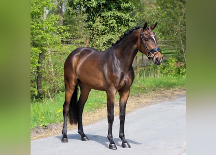 KWPN, Stute, 3 Jahre, 160 cm, Dunkelbrauner