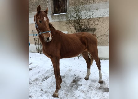 KWPN, Stute, 3 Jahre, 160 cm, Fuchs