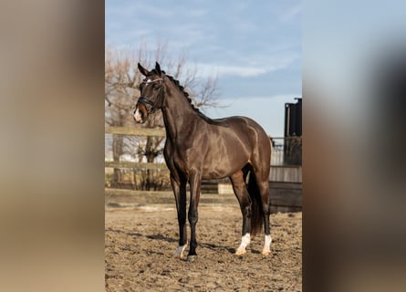 KWPN, Stute, 3 Jahre, 162 cm, Brauner