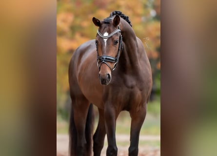 KWPN, Stute, 3 Jahre, 163 cm, Brauner