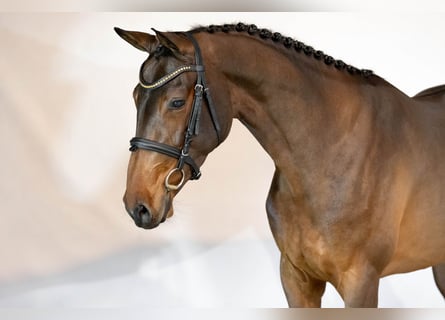 KWPN, Stute, 3 Jahre, 163 cm, Brauner