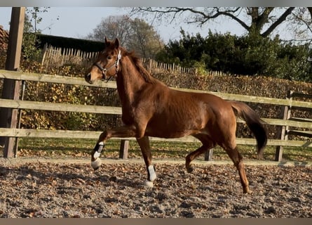 KWPN, Stute, 3 Jahre, 163 cm, Dunkelfuchs