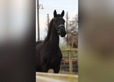 KWPN, Stute, 3 Jahre, 163 cm, Rappe