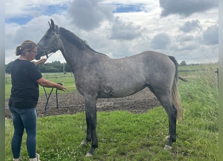 KWPN, Stute, 3 Jahre, 163 cm, Schimmel