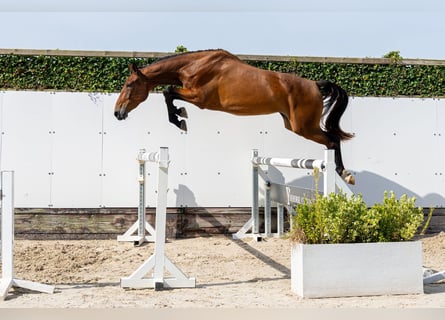KWPN, Stute, 3 Jahre, 164 cm, Brauner