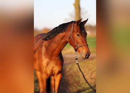 KWPN, Stute, 3 Jahre, 165 cm, Brauner