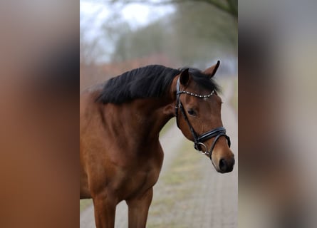 KWPN, Stute, 3 Jahre, 165 cm, Brauner